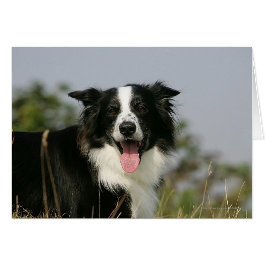 Border Collie Panting Headshot 1 (Front Horizontal)