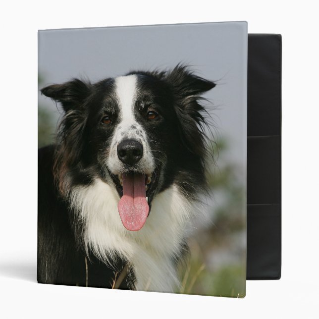 Border Collie Panting Headshot 1 3 Ring Binder (Front/Inside)