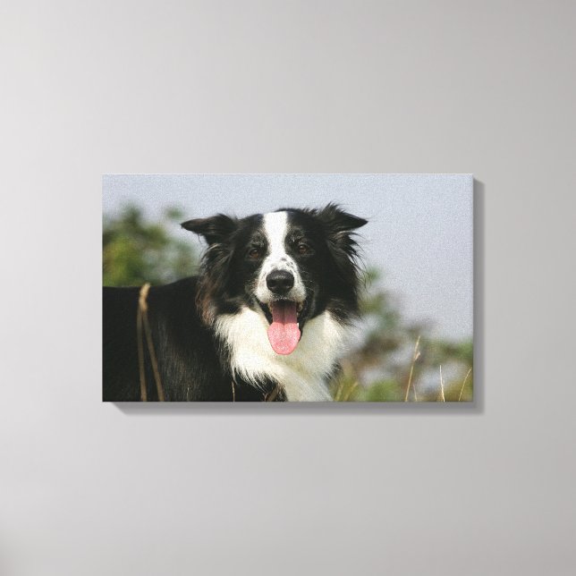 Border Collie Panting Headshot 1 Canvas Print (Front)