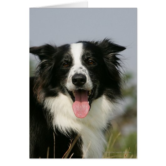 Border Collie Panting Headshot 1 Cards (Front)