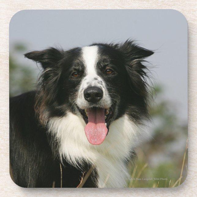 Border Collie Panting Headshot 1 Coaster (Front)