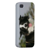 Border Collie Panting Headshot 1 iPhone Case (Back Right)