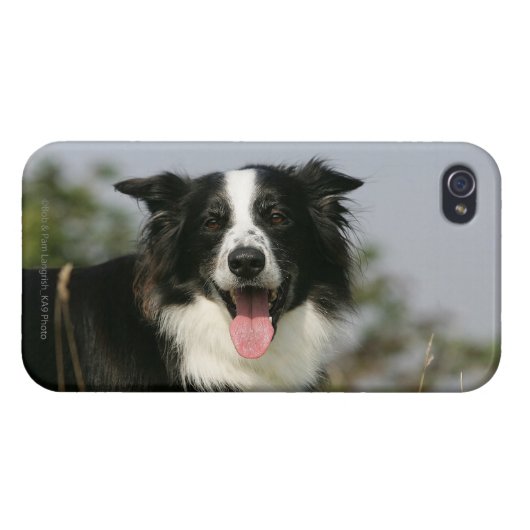 Border Collie Panting Headshot 1 iPhone Case (Back Horizontal)
