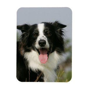 Border Collie Panting Headshot 1 Magnet