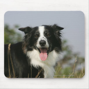 Border Collie Panting Headshot 1 Mouse Pad