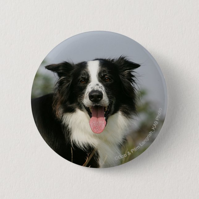 Border Collie Panting Headshot 1 Pinback Button (Front)