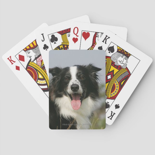 Border Collie Panting Headshot 1 Poker Cards (Back)