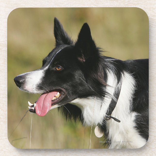 Border Collie Panting Headshot 2 Beverage Coaster (Front)