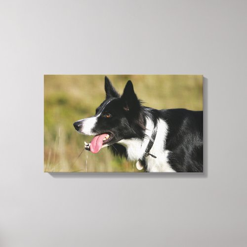 Border Collie Panting Headshot 2 Canvas Print