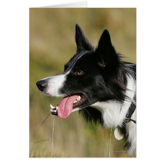 Border Collie Panting Headshot 2 Cards (Front)