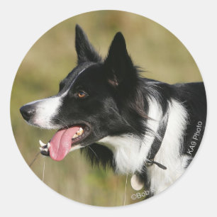 Border Collie Panting Headshot 2 Classic Round Sticker