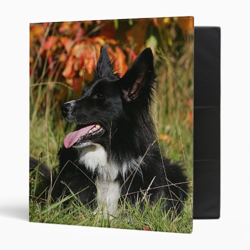 Border Collie Panting Laying Down Binder