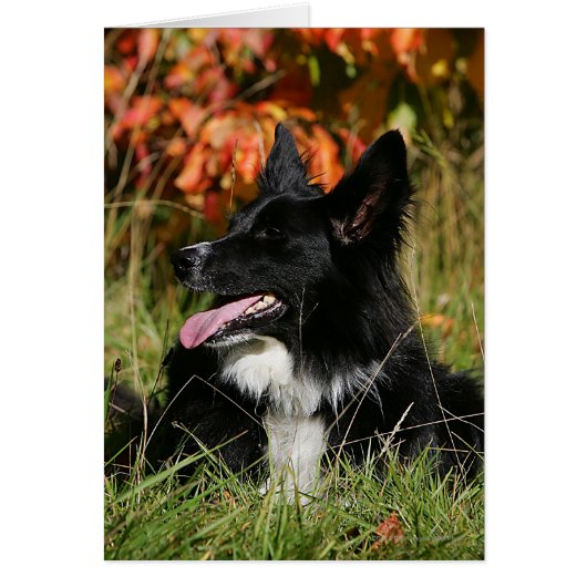 Border Collie Panting Laying Down Cards (Front)