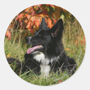 Border Collie Panting Laying Down Classic Round Sticker