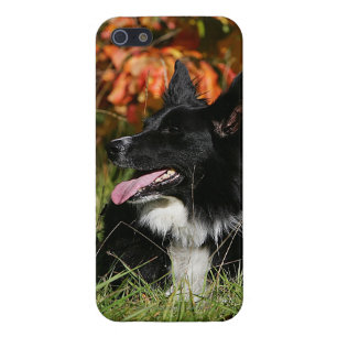 Border Collie Panting Laying Down iPhone SE/5/5s Cover