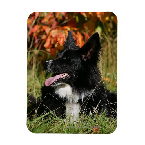 Border Collie Panting Laying Down Magnet