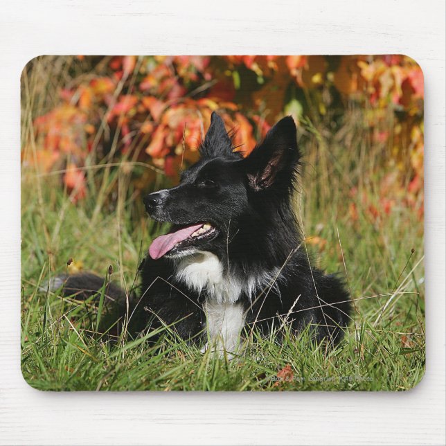 Border Collie Panting Laying Down Mouse Pad (Front)