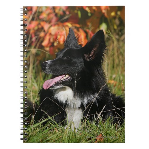 Border Collie Panting Laying Down Notebook