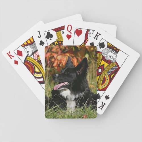 Border Collie Panting Laying Down Poker Cards