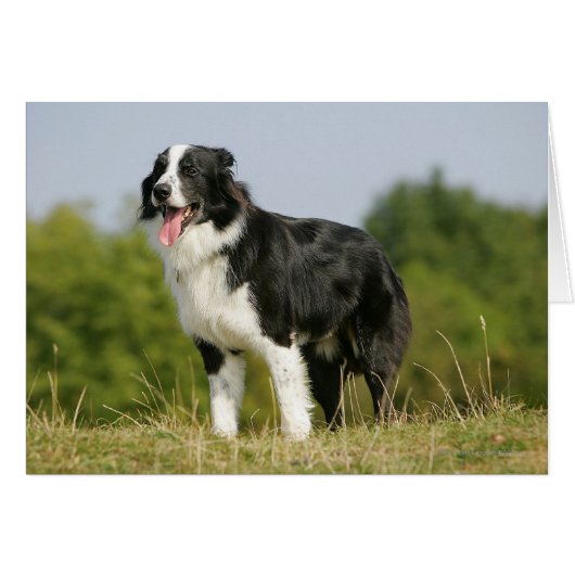 Border Collie Panting Standing Cards (Front Horizontal)