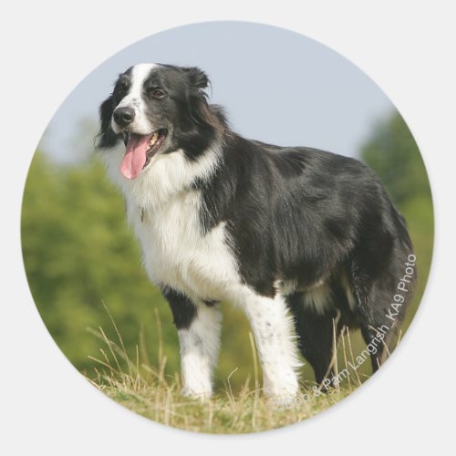 Border Collie Panting Standing Classic Round Sticker