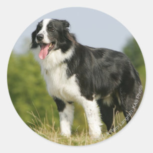 Border Collie Panting Standing Classic Round Sticker