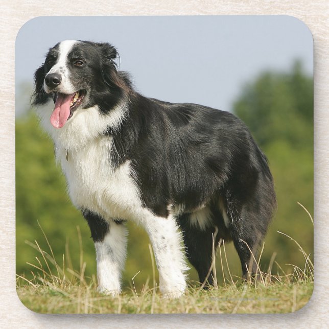 Border Collie Panting Standing Drink Coaster (Front)
