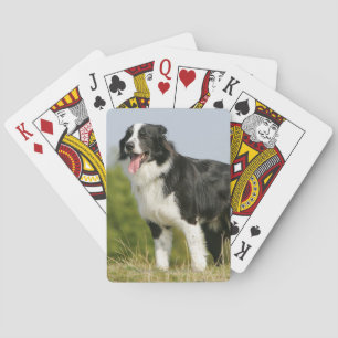 Border Collie Panting Standing Poker Cards