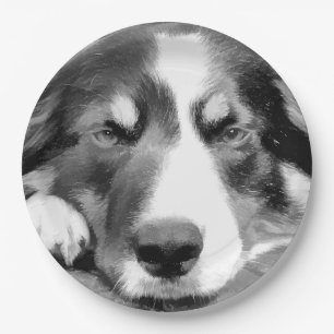 BORDER COLLIE PAPER PLATES