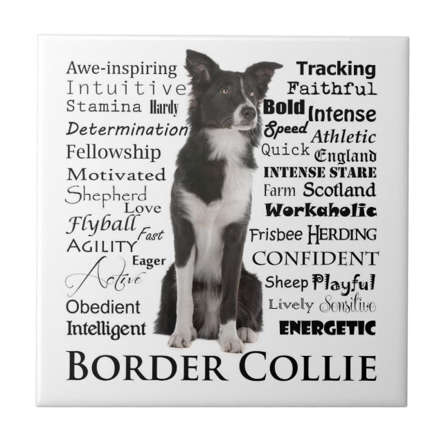 Border Collie Personality Traits Ceramic Tile (Front)