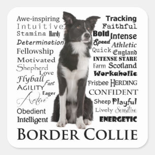 Border Collie Personality Traits Square Sticker