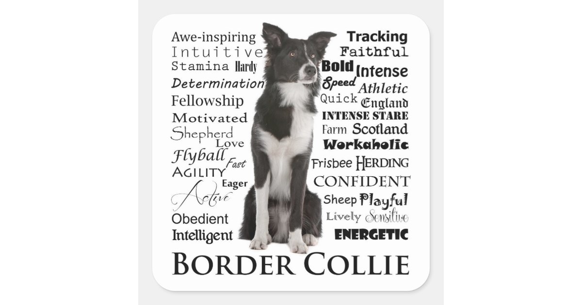 Traits Sticker Border Collie Personality Traits Square Sticker | Zazzle