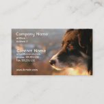 Border Collie Photo Business Card