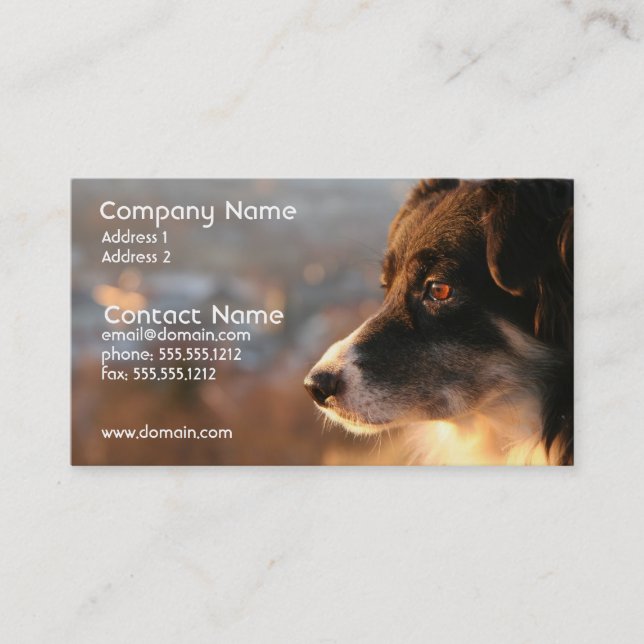 Border Collie Photo Business Card (Front)