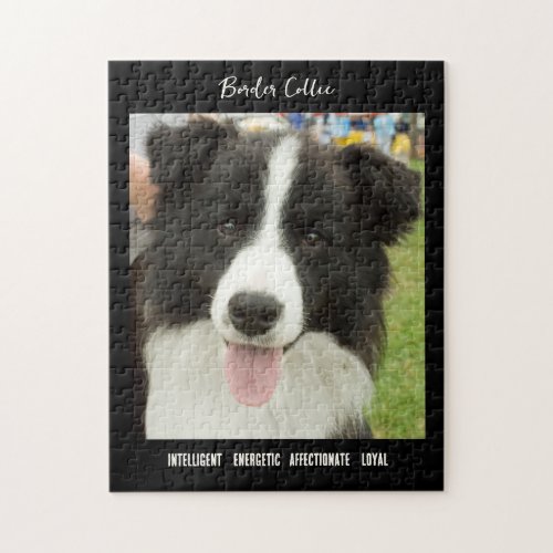 Border Collie Photo Dog Breed Jigsaw Puzzle