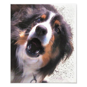 BORDER COLLIE PHOTO PRINT