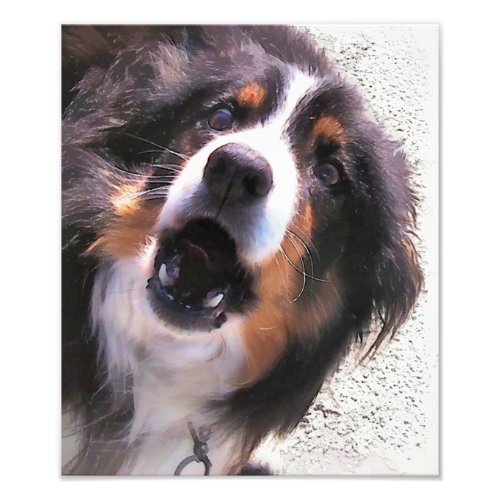 BORDER COLLIE PHOTO PRINT