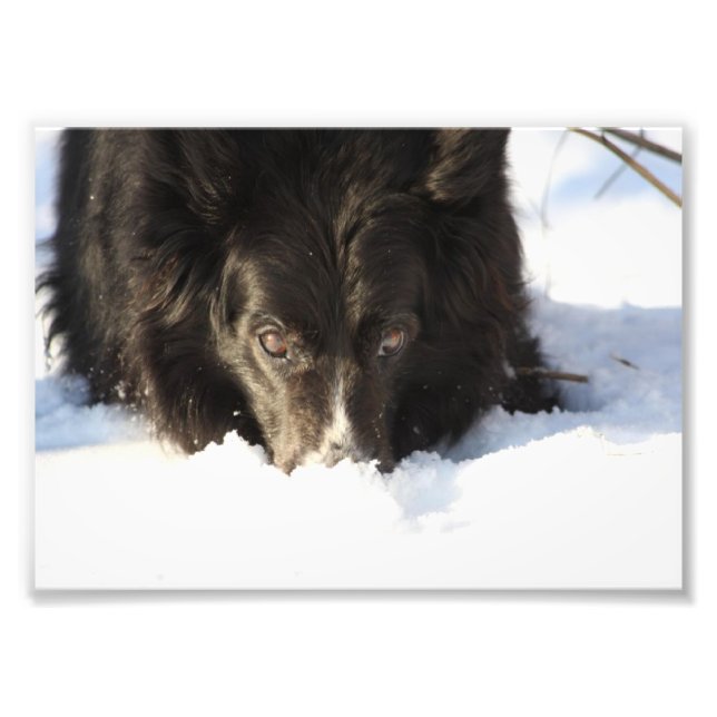Border Collie Photo Print (Front)