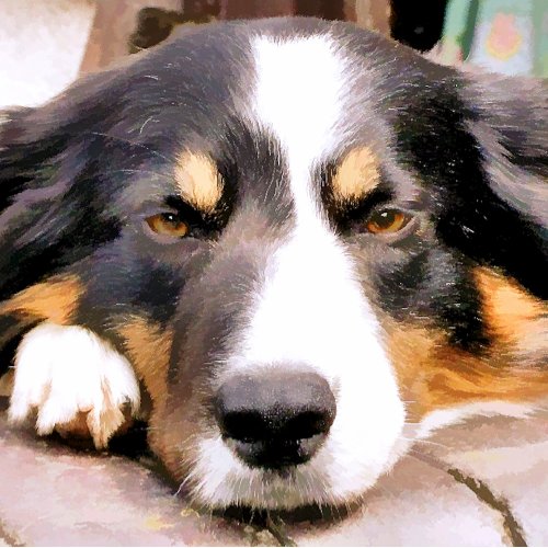 BORDER COLLIE PHOTO PRINT