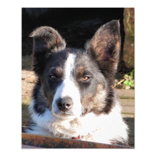 BORDER COLLIE PHOTO PRINT