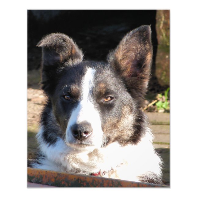 BORDER COLLIE PHOTO PRINT (Front)
