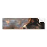 Border Collie Photos Bumper Stickers