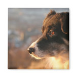 Border Collie Photos Square Magnet