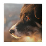 Border Collie Photos Tile