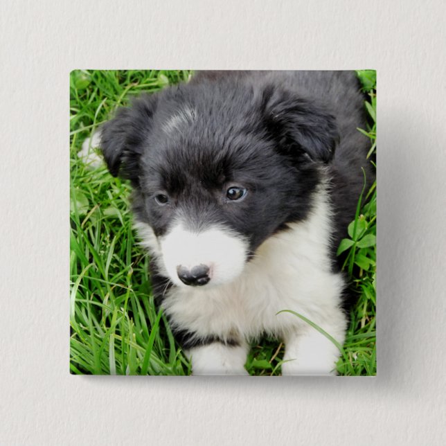 BORDER COLLIE PINBACK BUTTON (Front)