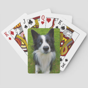 Border Collie Poker Cards