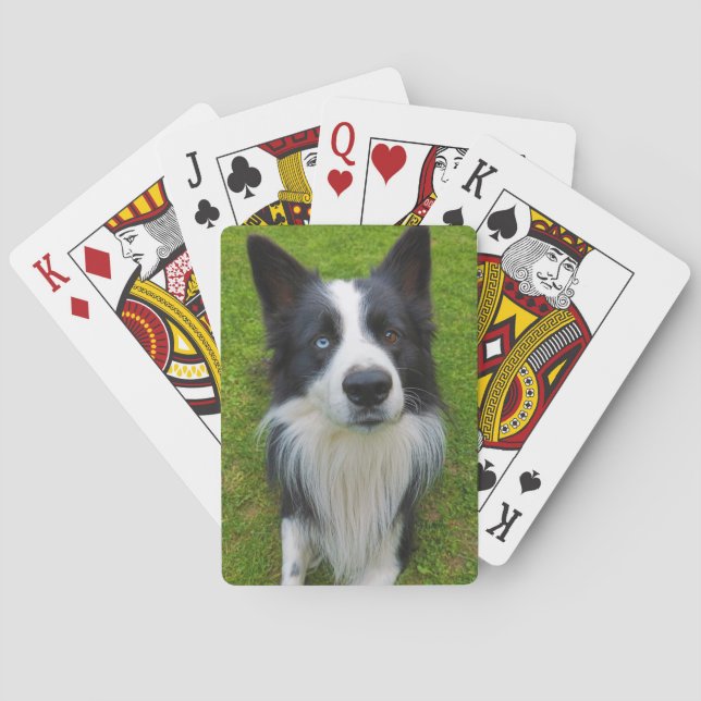 Border Collie Poker Cards (Back)