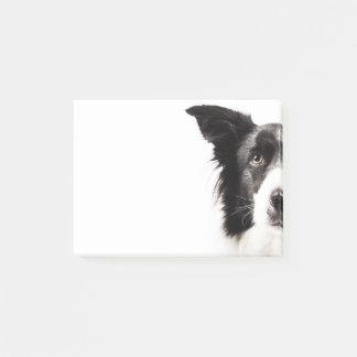Border Collie Portrait Post-it Notes