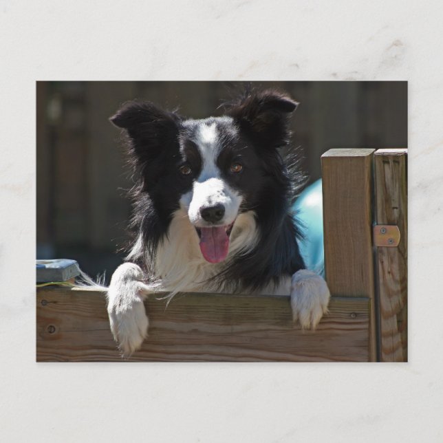 border collie postcard (Front)