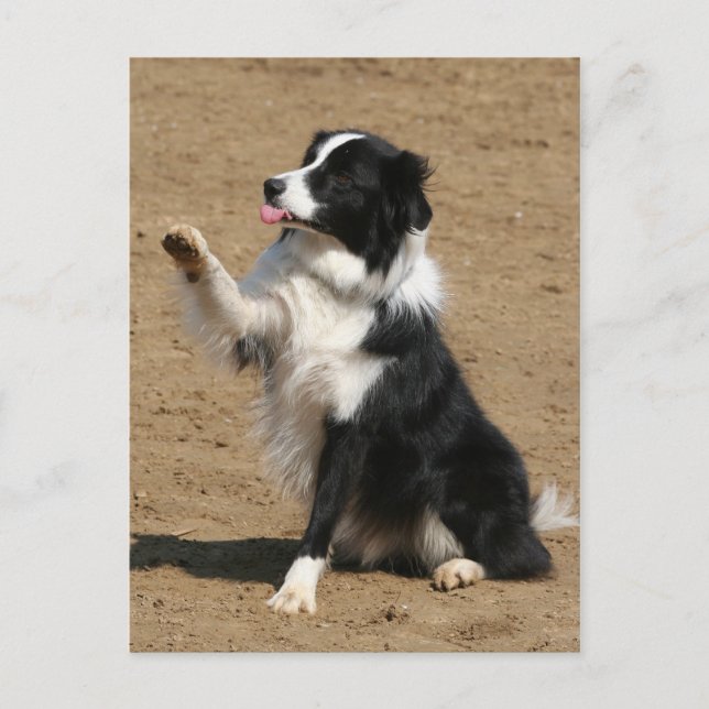border collie postcard (Front)